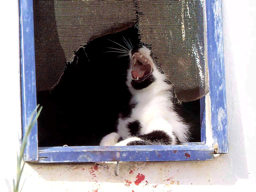 Gatti (265)